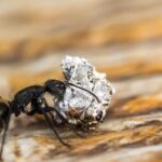 ants in kitchen