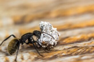 ants in kitchen
