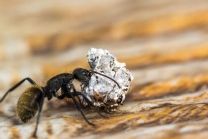 ants in kitchen