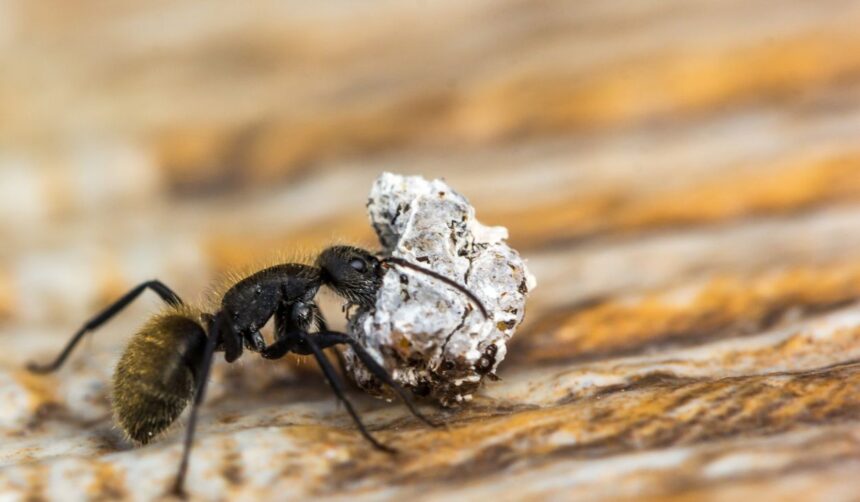 ants in kitchen