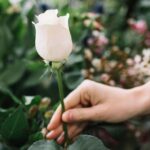meaning of white roses