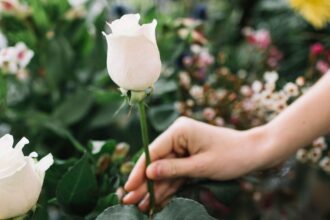 meaning of white roses