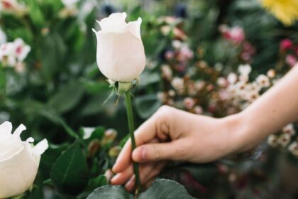 meaning of white roses