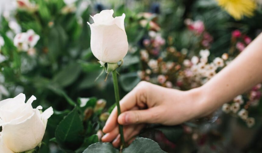 meaning of white roses